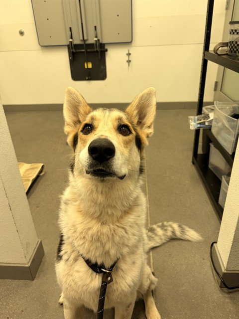 AGAVE, an adoptable Siberian Husky in Mesa, AZ