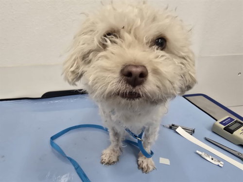 COCO, an adoptable Maltese in Mesa, AZ