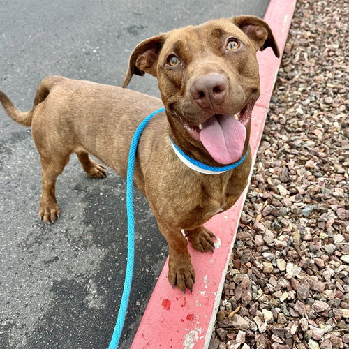 picture of the dog needing adoption
