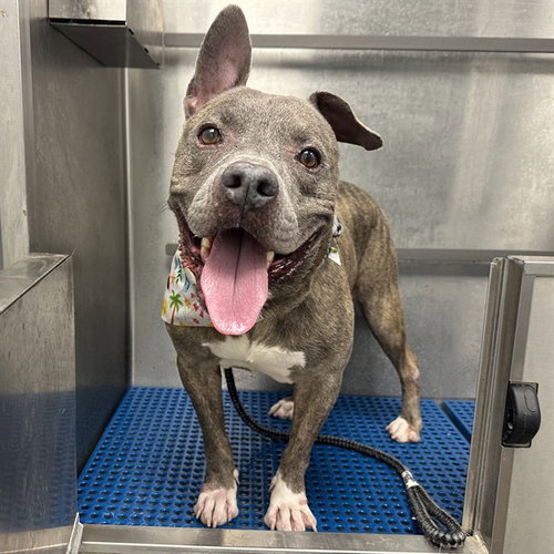 picture of the dog needing adoption