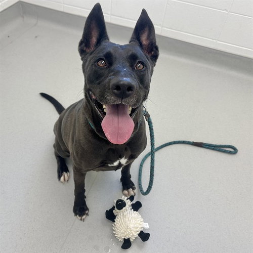 picture of the dog needing adoption