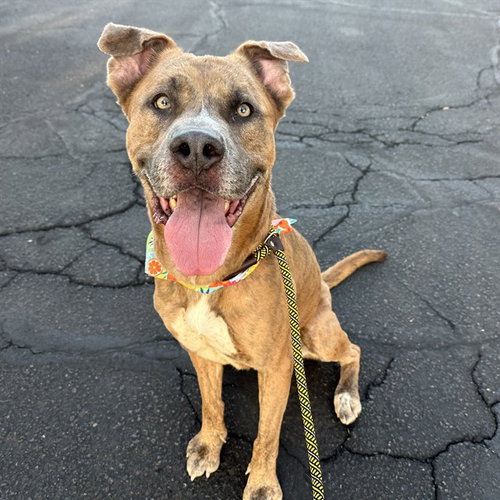 picture of the dog needing adoption