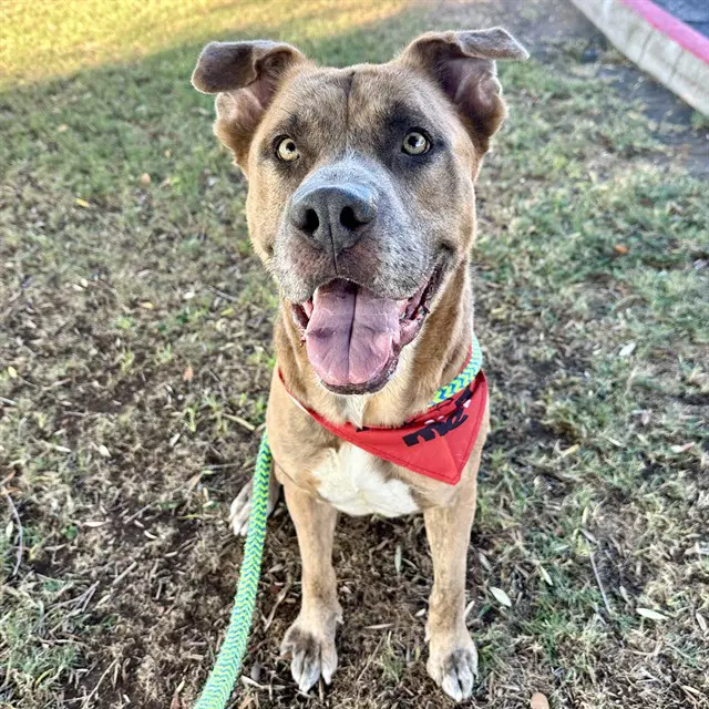 Sploot Mcgoo - American Pit Bull Terrier