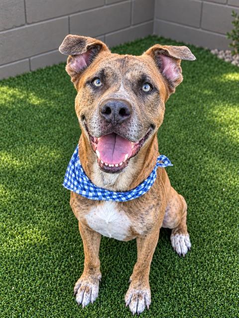 Mclovin, American Pit Bull Terrier / Mixed (medium coat)