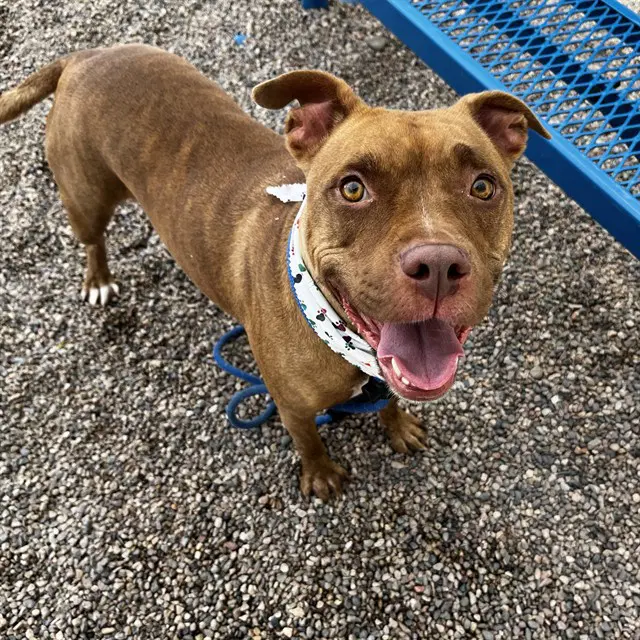 Nala - American Pit Bull Terrier
