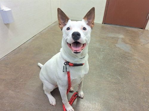 picture of the dog needing adoption