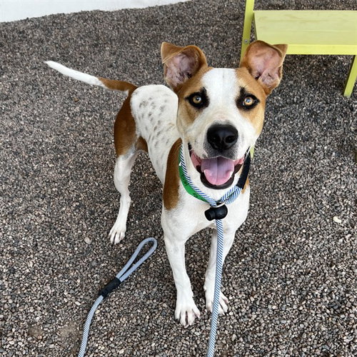picture of the dog needing adoption