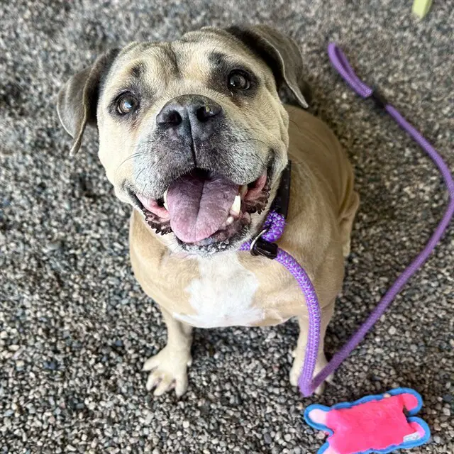 Potato Bug - American Pit Bull Terrier