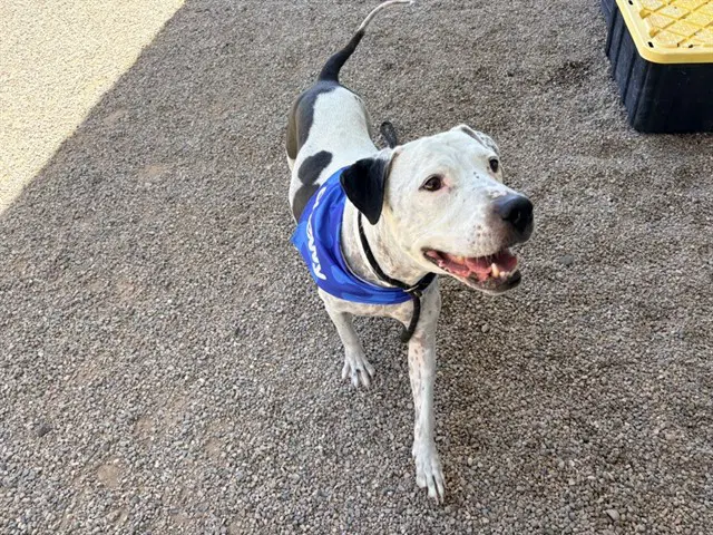 Fletcher - American Pit Bull Terrier