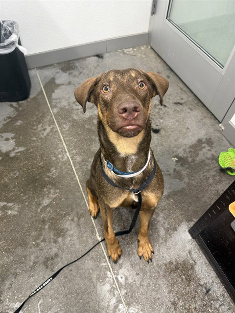 REGINALD, an adoptable Doberman Pinscher in Mesa, AZ