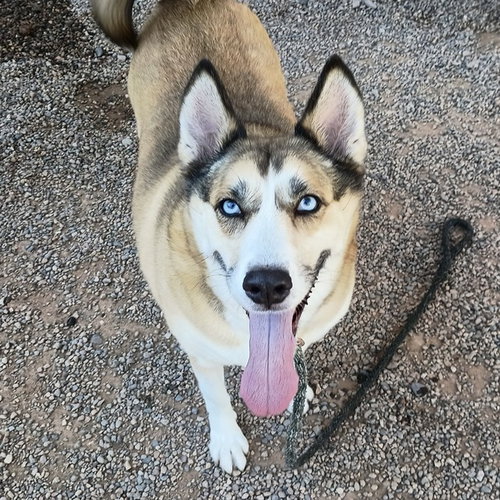 picture of the dog needing adoption