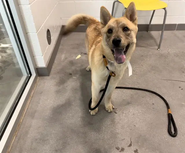 Lily - Chow Chow
