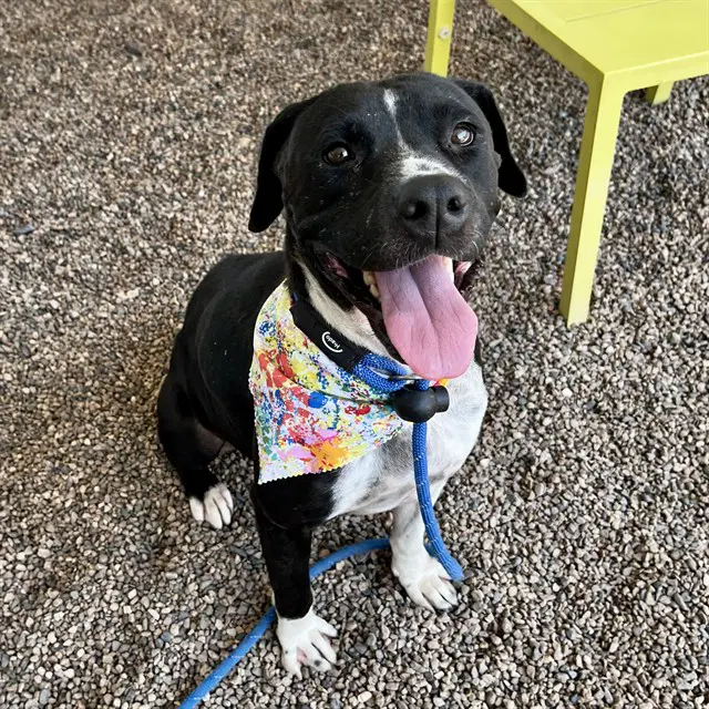 Sunny - American Pit Bull Terrier