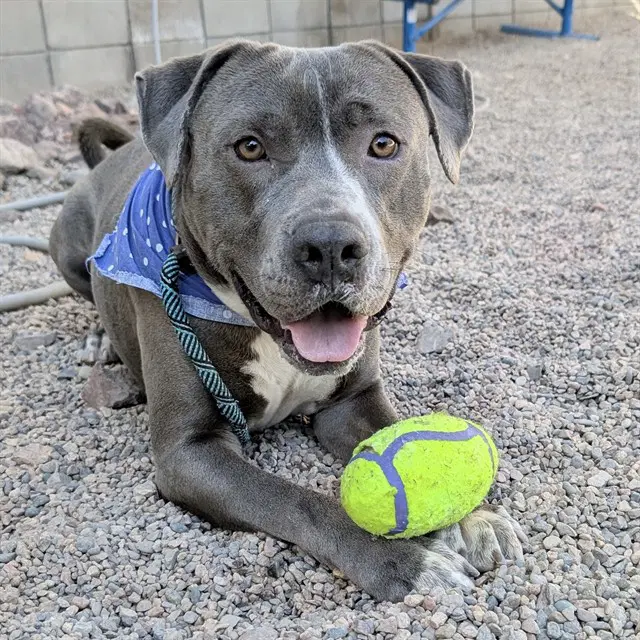 Zeeke - American Pit Bull Terrier