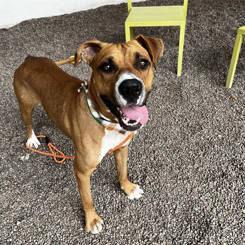 picture of the dog needing adoption