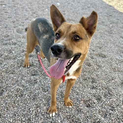 picture of the dog needing adoption
