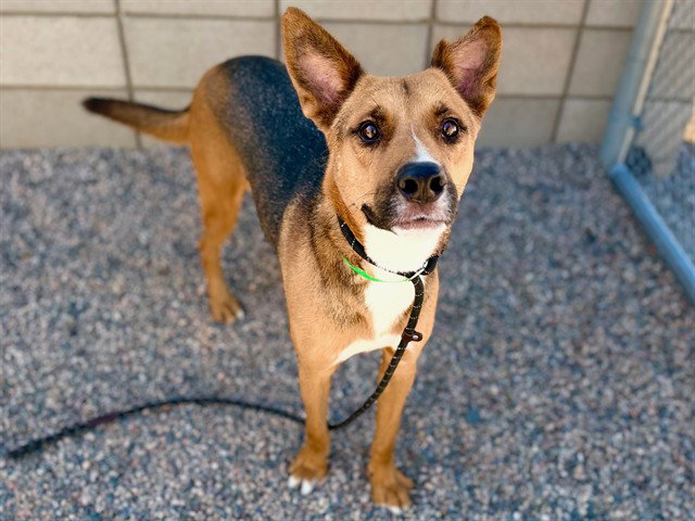 IVAN