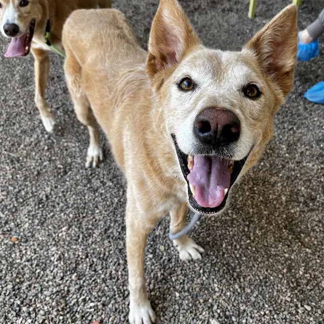 Leia - Carolina Dog