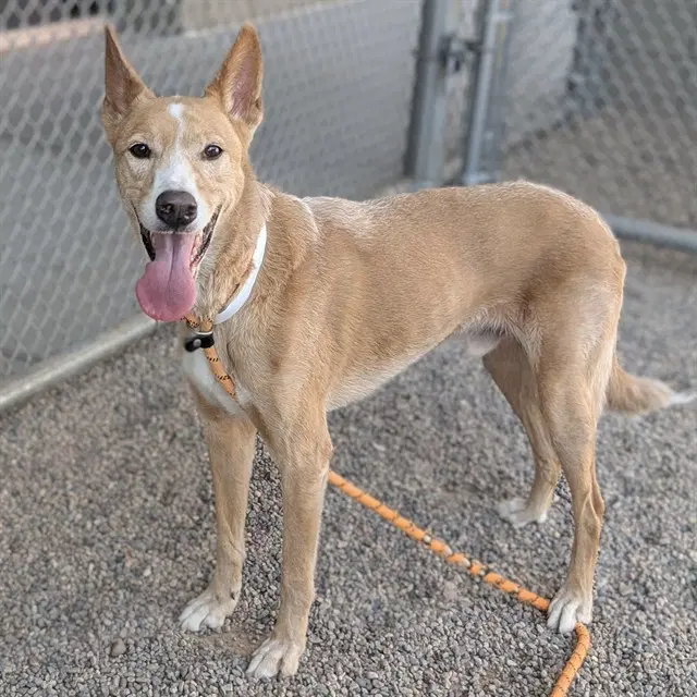Loki - Carolina Dog