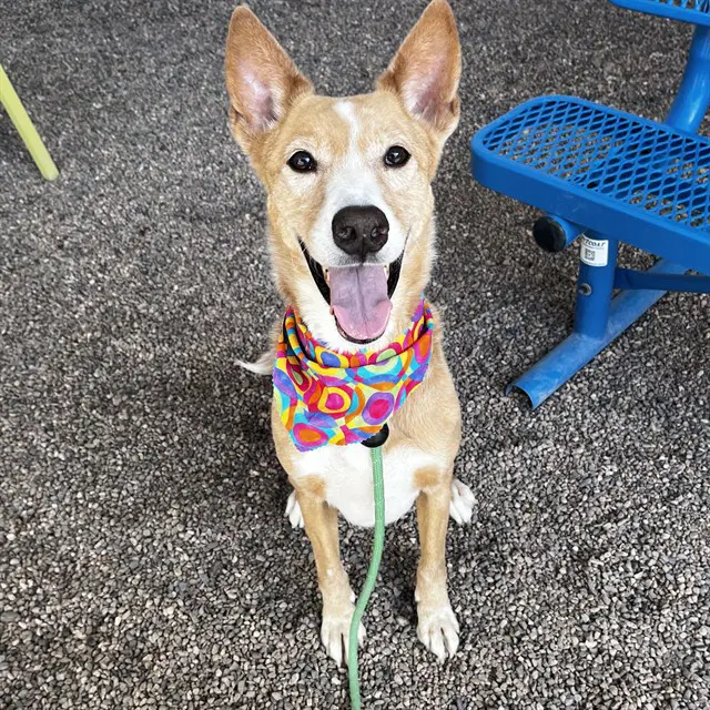 Loki - Carolina Dog