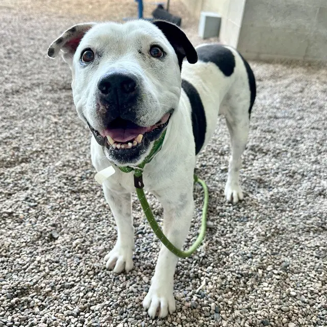 Jersey - American Pit Bull Terrier