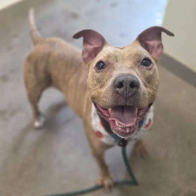 Sadie - American Pit Bull Terrier