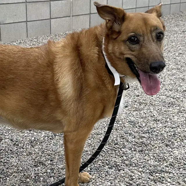 Unknown - German Shepherd Dog