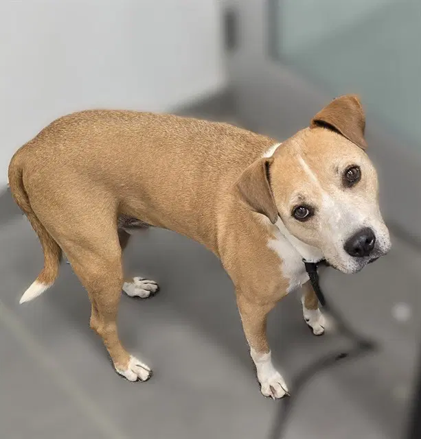 Rudy - American Pit Bull Terrier