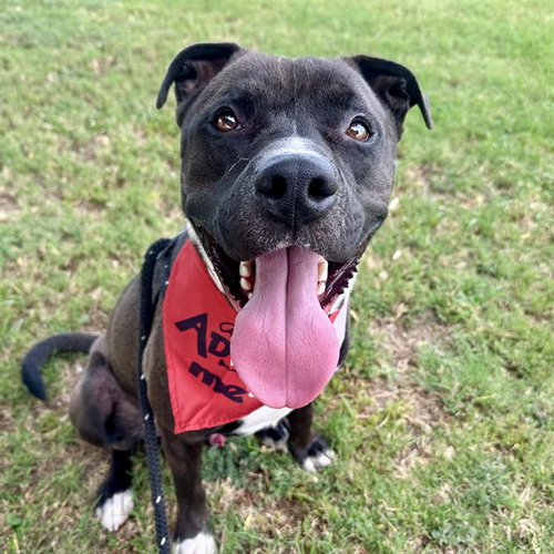 SILLY, a dog for adoption from Maricopa County Animal Care & Control - East Valley Animal Care Center