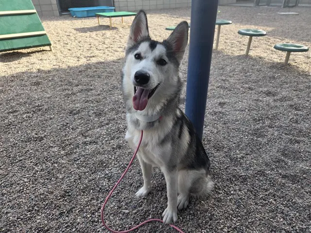 Koda - Siberian Husky