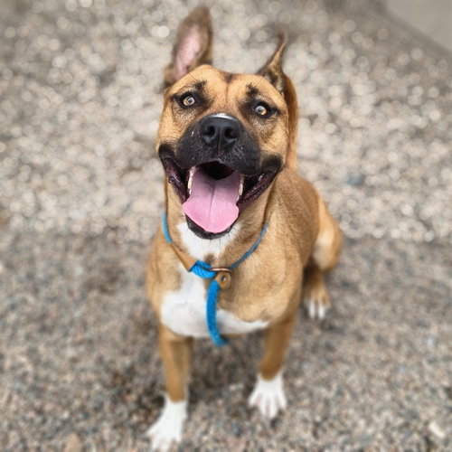 POPPY, a dog for adoption from Maricopa County Animal Care & Control - East Valley Animal Care Center