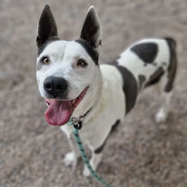 Lucy - Australian Cattle Dog/Blue Heeler