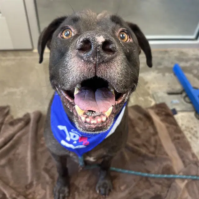 Sylvester - American Pit Bull Terrier