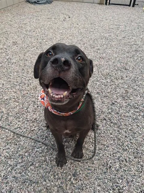 Sylvester - American Pit Bull Terrier