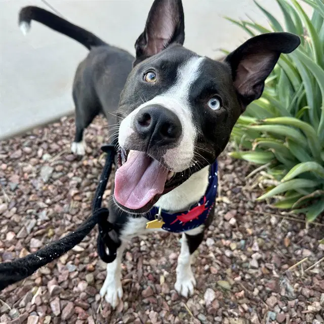 Buckeye - American Pit Bull Terrier