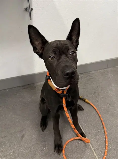 Yoko - Australian Kelpie
