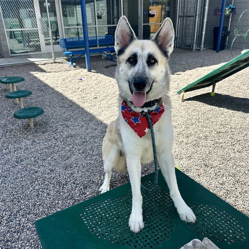 WALLY, a dog for adoption from Maricopa County Animal Care & Control - East Valley Animal Care Center