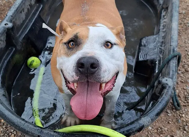 Homer - American Pit Bull Terrier