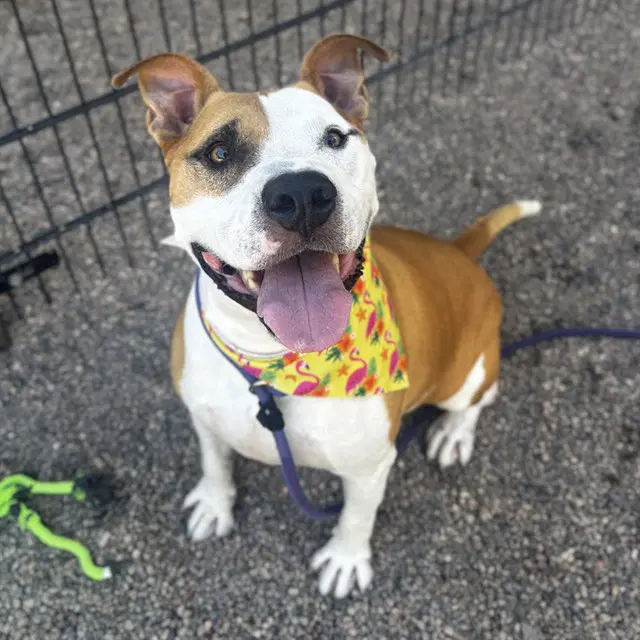 Homer - American Pit Bull Terrier