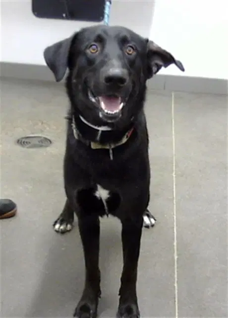 Boxer - German Shepherd Dog