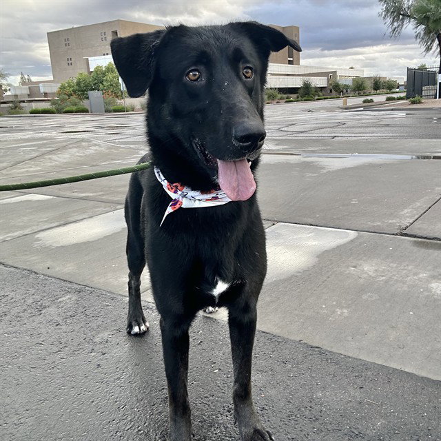 BOXER