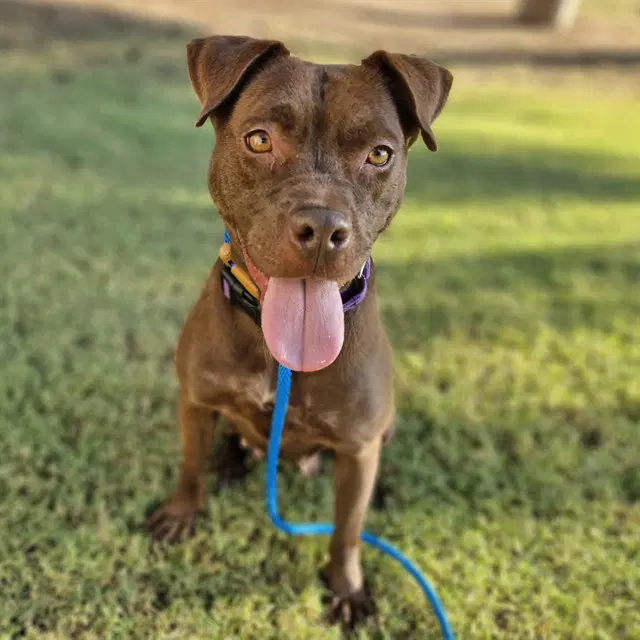 Kayda - American Pit Bull Terrier