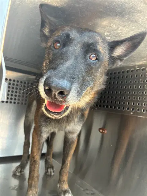 Pepe - Belgian Shepherd Malinois