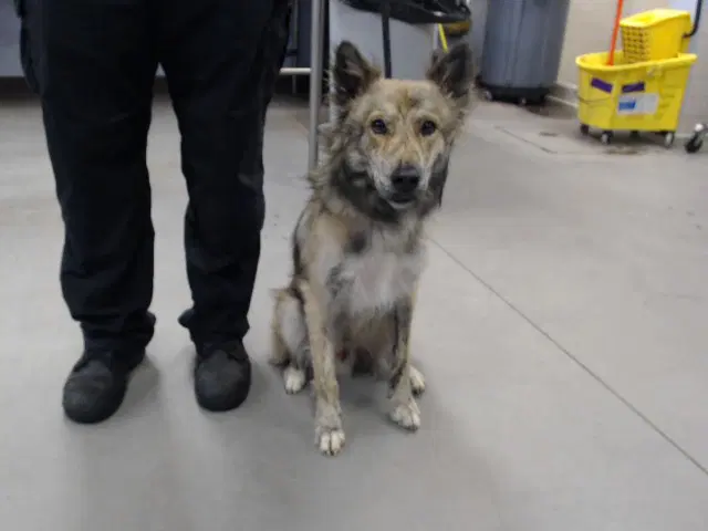 Atlas - German Shepherd Dog