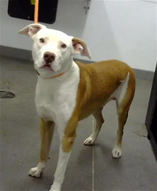 Phoenix - Staffordshire Bull Terrier