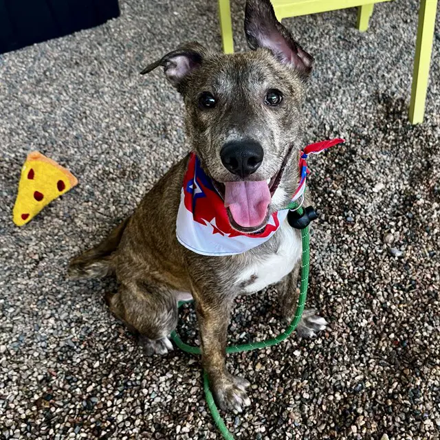 Cooper - Dutch Shepherd