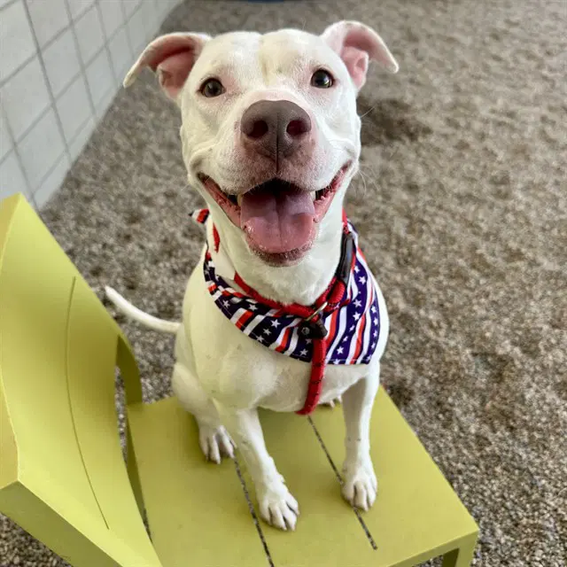 Clarabell - American Pit Bull Terrier