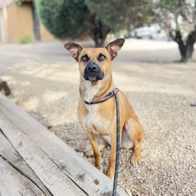 Rosita - Australian Cattle Dog/Blue Heeler
