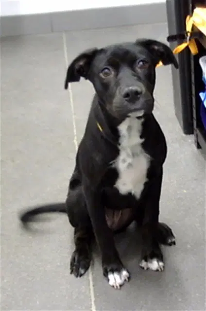 Minas Tirith - American Pit Bull Terrier