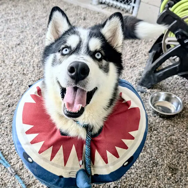 Jack - Husky
